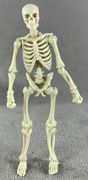 01-skeleton-blank-bone-white.jpg