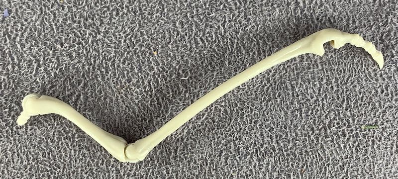 File:15-skeleton-bone-arm(white)(left).jpg